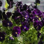 Viola cornuta Twix Violet